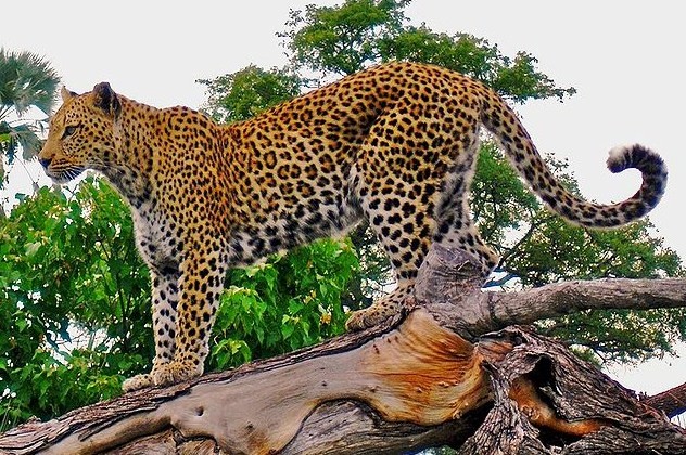 Leopard_on_a_horizontal_tree_trunk.jpg
