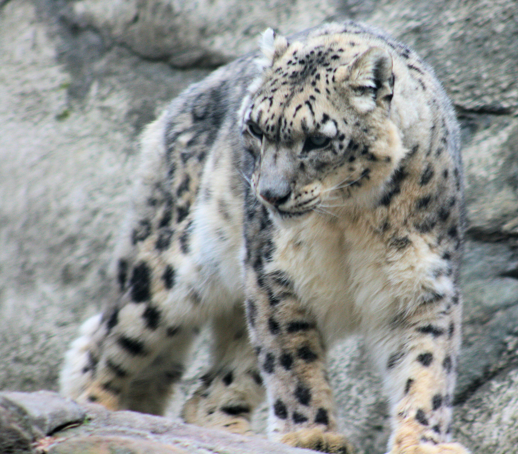 Snow_Leopard_1.jpg