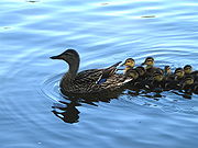180px-Mother_and_baby_ducks.JPG