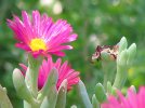 fleurs-calanques.jpg