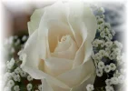 rose%20blanche.webp