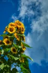 PicsArt_01-01-10.29.01.jpg