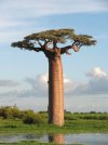 Adansonia_grandidieri04.jpg