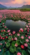 1000022335.webp