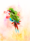 Parrot-1.png