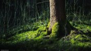 Beautiful-Forest-Wallpaper-3.jpg