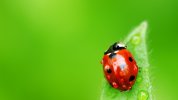 ladybug_leaf_drops_insect_29627_1920x1080.jpg