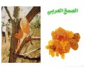 Gum-Arabic.jpg