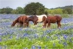 Texas-Bluebonnets-and-Horses-1.jpg