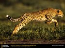 cheetah-leaping.jpg