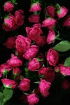 9997110095ffff8-a-nw-p.webp