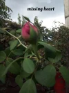 1539953342261.webp