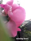 1539953798505.webp