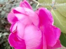 1539953869258.webp