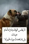 2547e82af4eee04a0e471c2c258b114e.webp