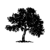 شدرة.png