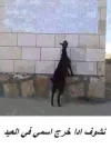 FB_IMG_1564878487887.webp