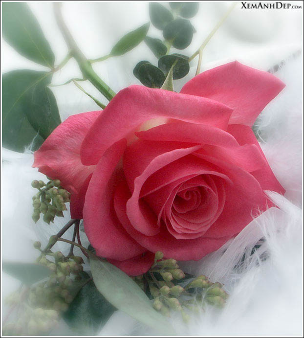 beautiful_rose05.jpg