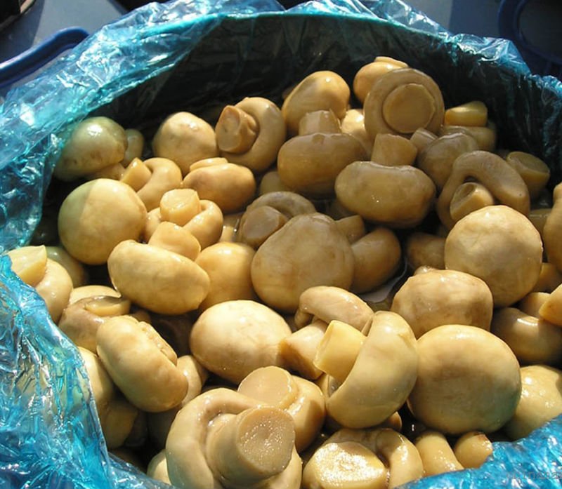 champignon_mushroom.jpg