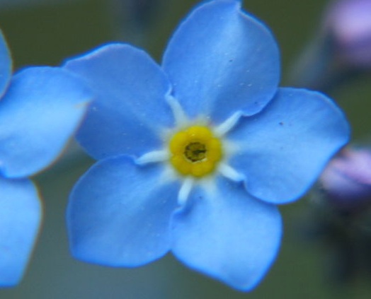 forget-me-not.jpg