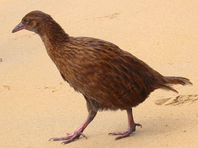 1289c-weka.jpg