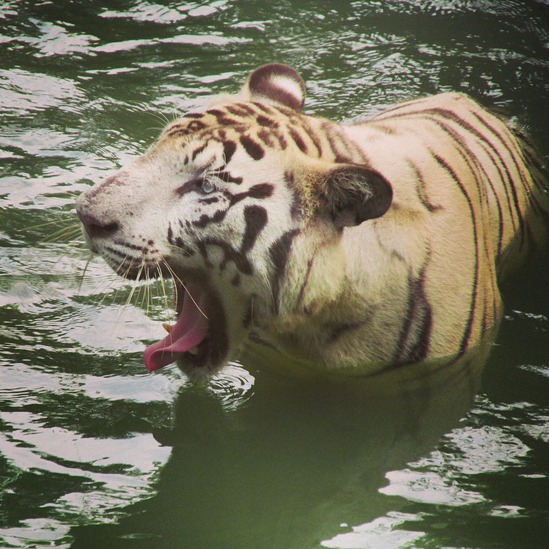 800px-White_Tiger.jpg