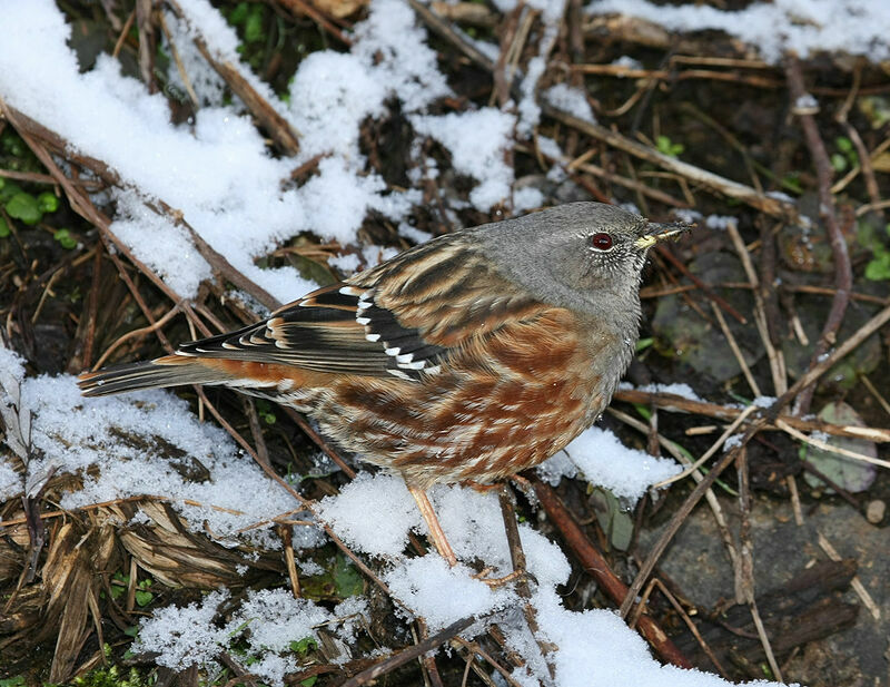 accenteur.alpin.auau.2g.jpg