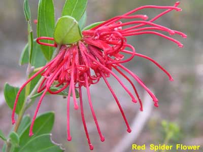 tb_spiderflowerr_p9030530.jpg