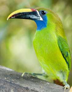 pa3206w-emerald-toucanet.jpg