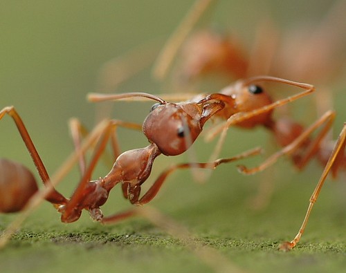 ant_society_09.JPG