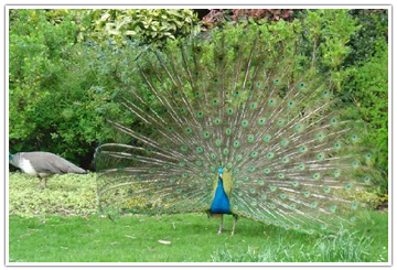 Peacock-Warwick.jpg