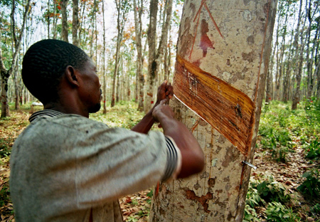 tapping_rubber_tree.jpg