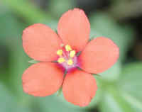 wfshl-scarletpimpernel-03_small.jpg