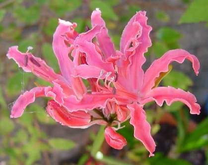 Nerine_Gilbert_Errey.jpg