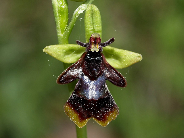 fly+orchid+8.jpg