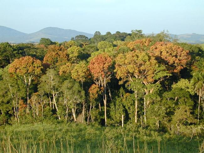 Location-of-Gabon-dark-blue..jpg