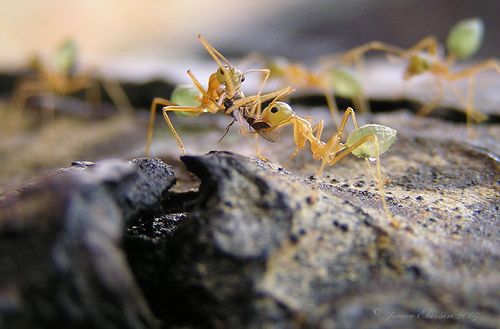 ant_society_10.JPG