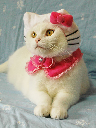 cat_in_hello_kitty_pet_costume.jpg