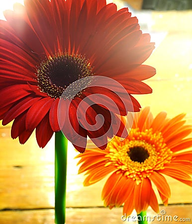 red-and-orange-flowers-thumb2152224.jpg