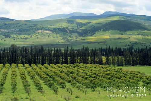 guelma_2007_0191.jpg