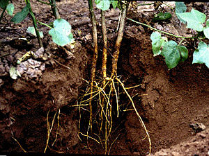 300px-Primary_and_secondary_cotton_roots.jpg