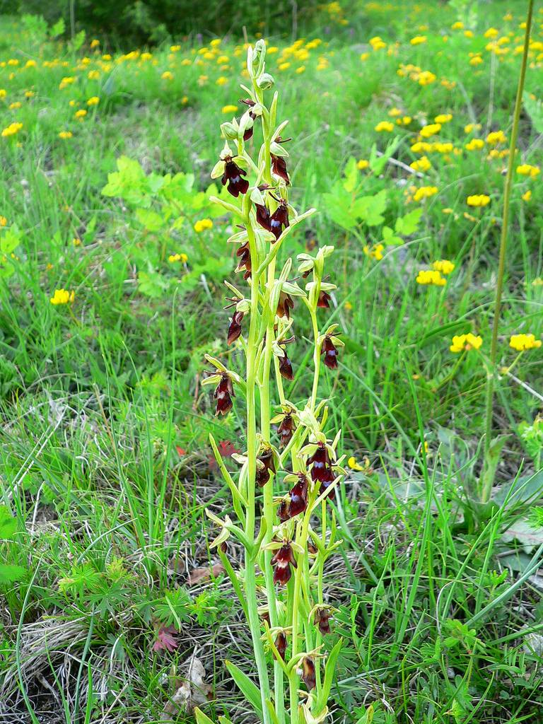 fly+orchid+3.jpg