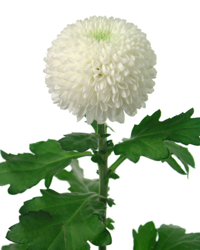 Chrysanthemum_morifolium_cv01.jpg