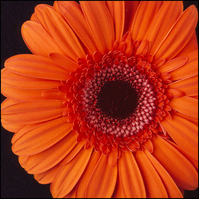 One-Gerbra-Daisy-2a-4x5.jpg