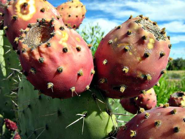 800px-Prickly_Pear_Closeup.jpg