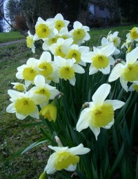 daffodil-6.jpg