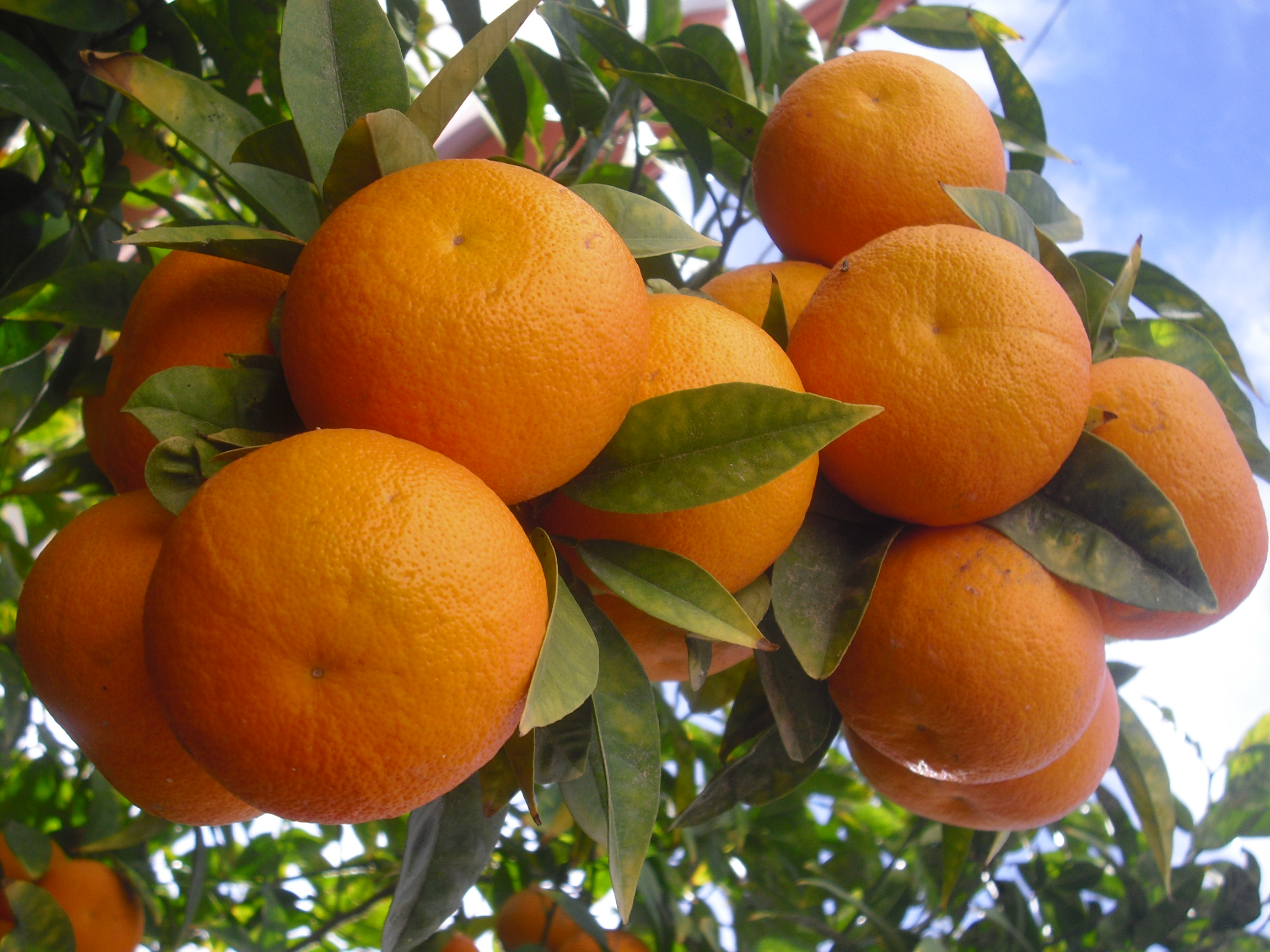 Oranges_in_the_tree.JPG