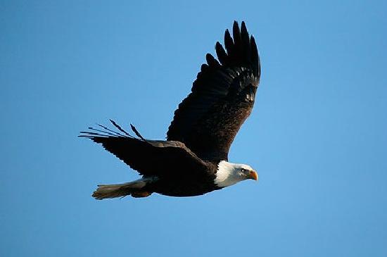 bald-eagle-in-flight.jpg