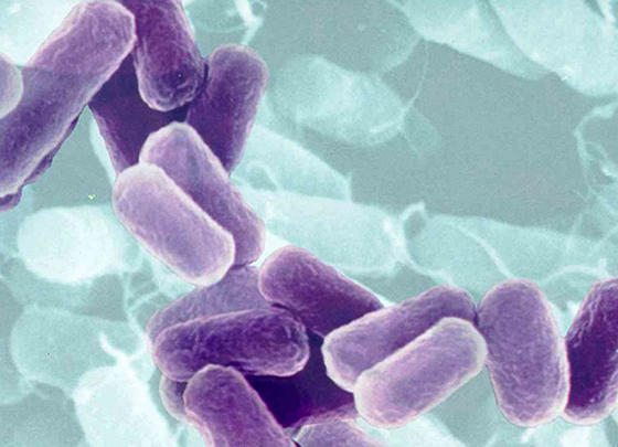 bacteria.purple.jpg