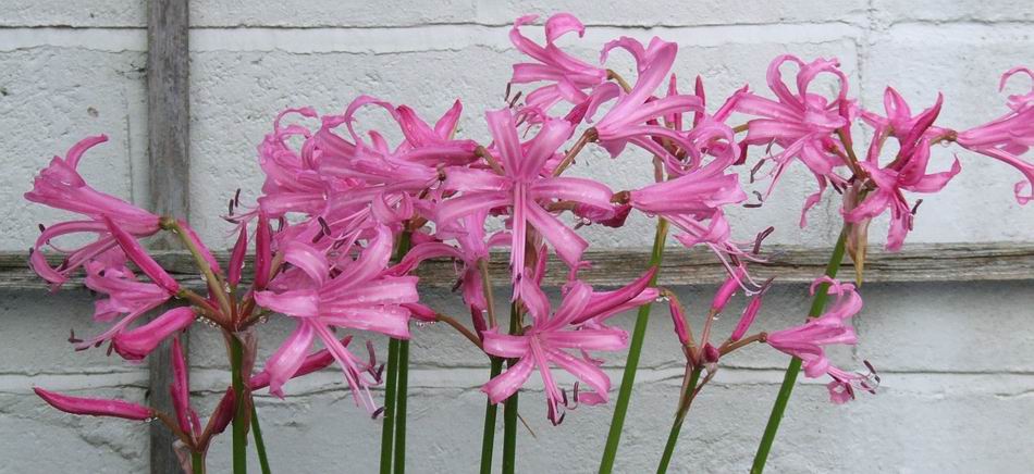 Nerine%20bowdenii.jpg